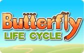 Butterfly Life Cycle