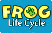 Frog Life Cycle