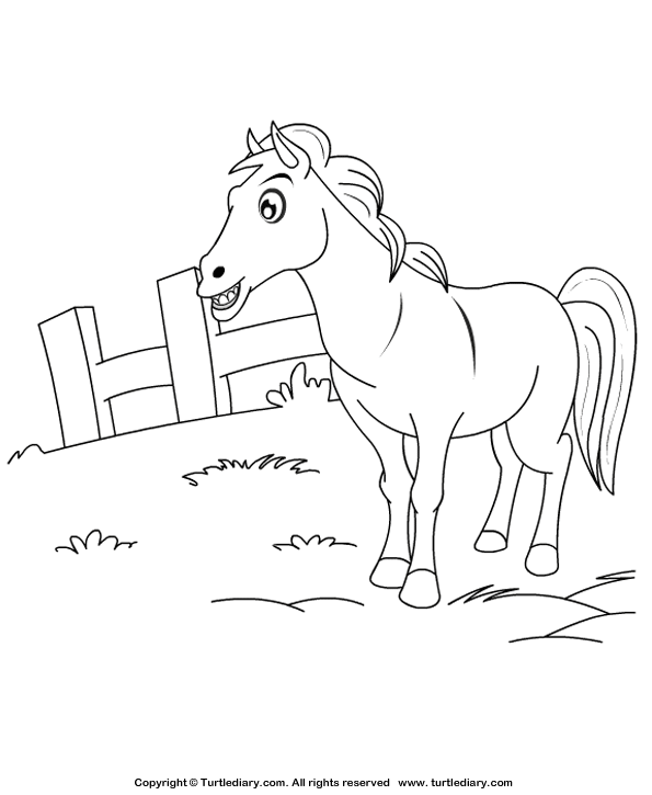 Color a Horse