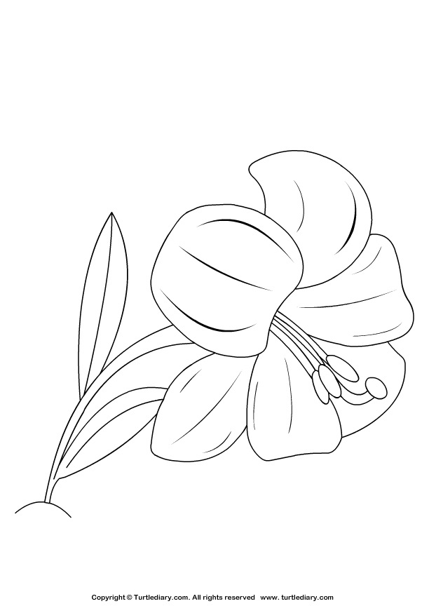 Lilly Coloring Page