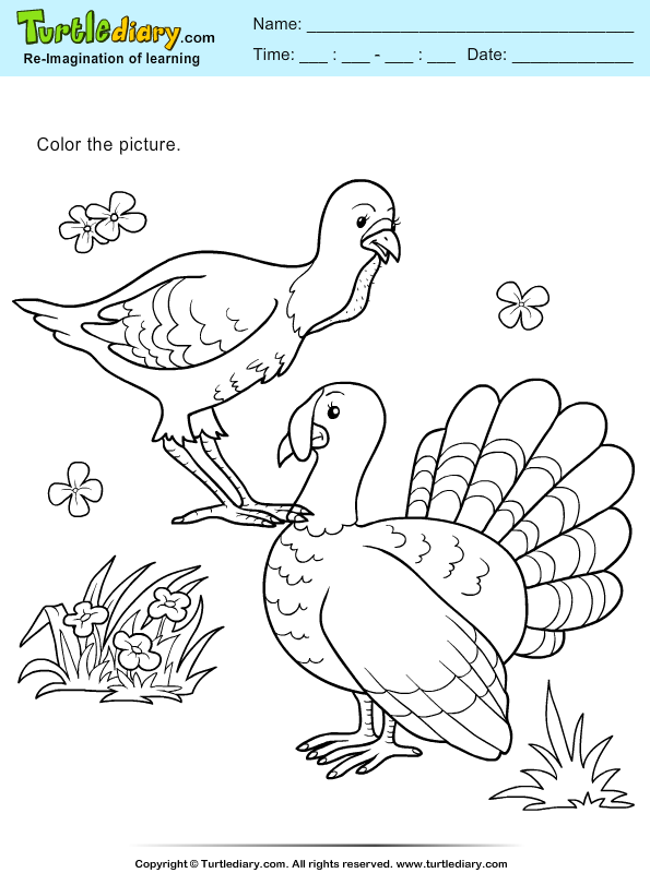 Color Turkey and Hen