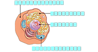 Animal Cell Model - The Human Body - Fifth Grade