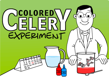 Colored Celery Experiment