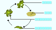 Frog Life Cycle Labeling 