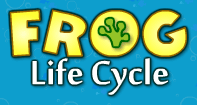 Frog Life Cycle - Animals - First Grade