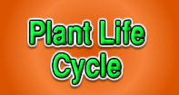 Plant Life Cycle - Plants - First Grade