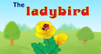 Comprehension- The Ladybird