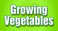 Growing Vegetables - Plants - Second Grade