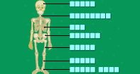 Human Skeleton Labeling