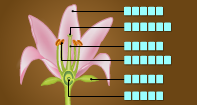 Parts of a Flower Labeling