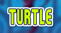 Turtle - Animals - Second Grade