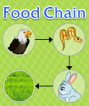 Food Chain