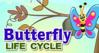 Butterfly Life Cycle Video