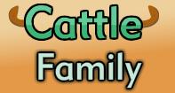 Cattle Family Part 2 Video