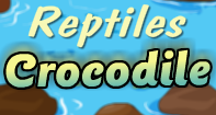 Reptile Crocodile Video