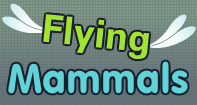 Flying Family Video