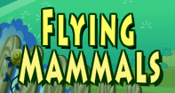 Flying Mammals Video