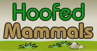 Hoofed Mammals Part 2 Video