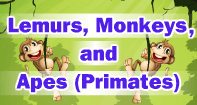Lemurs, Monkeys, and Apes Video