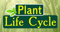 Plant Life Cycle Video
