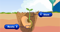 The Life Cycle of Plants Video