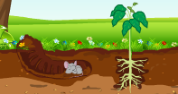 What Is Soil? Video