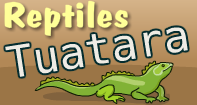 Reptiles Tuatara Video