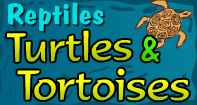 Reptiles Turtles and Tortoises Video
