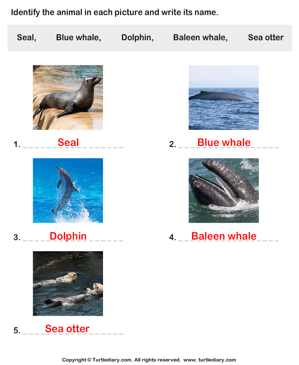 Write the Names of Water Mammals Answer