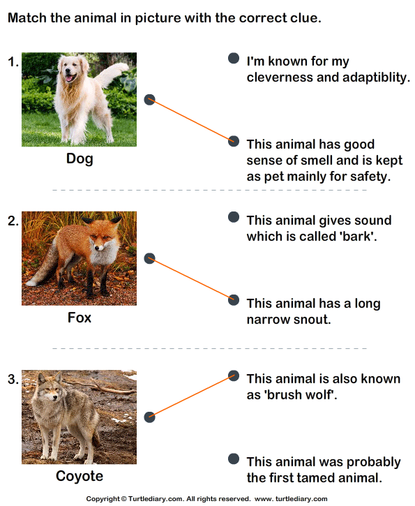 Match the Animals with Their Features Answer
