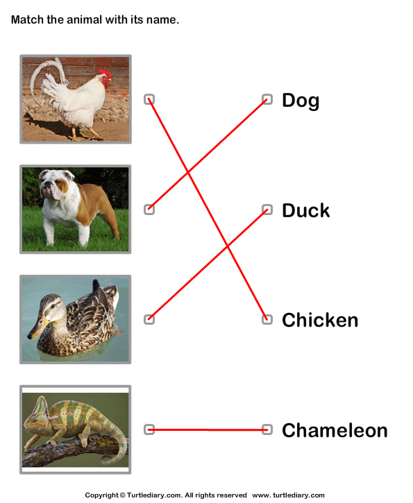 Match Animals to Their Names Answer