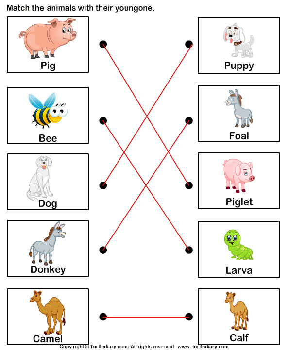 Match Farm Animals to Their Babies Answer