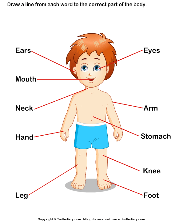Label the Body Parts Answer
