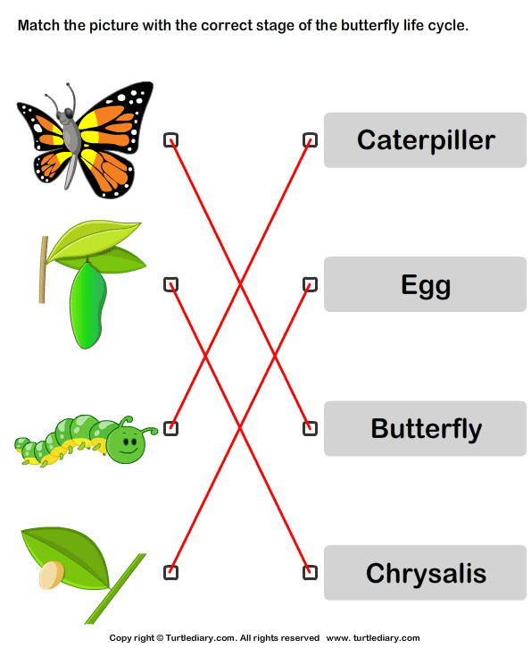 Butterfly Life Cycle: Match Pictures with Correct Name Answer