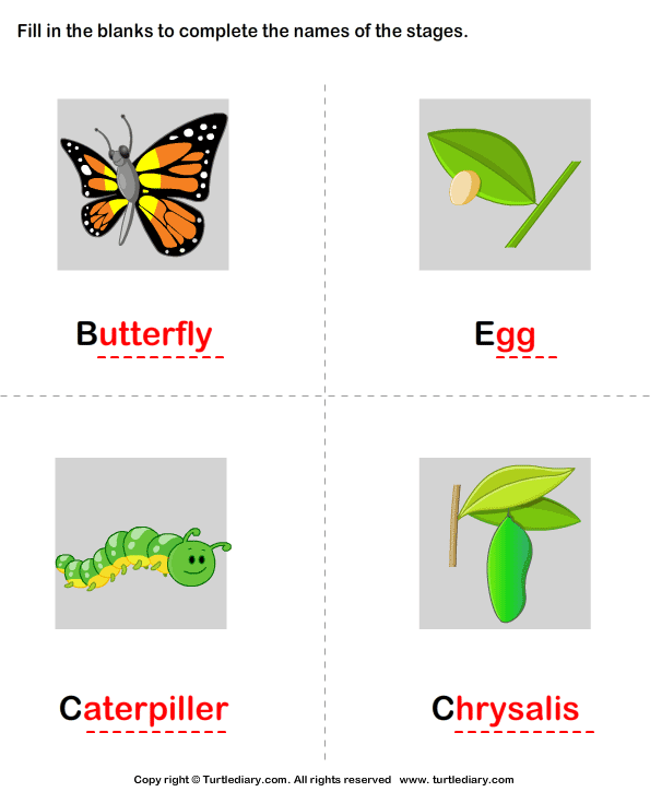 Butterfly Life Cycle: Complete the Stage Name Answer
