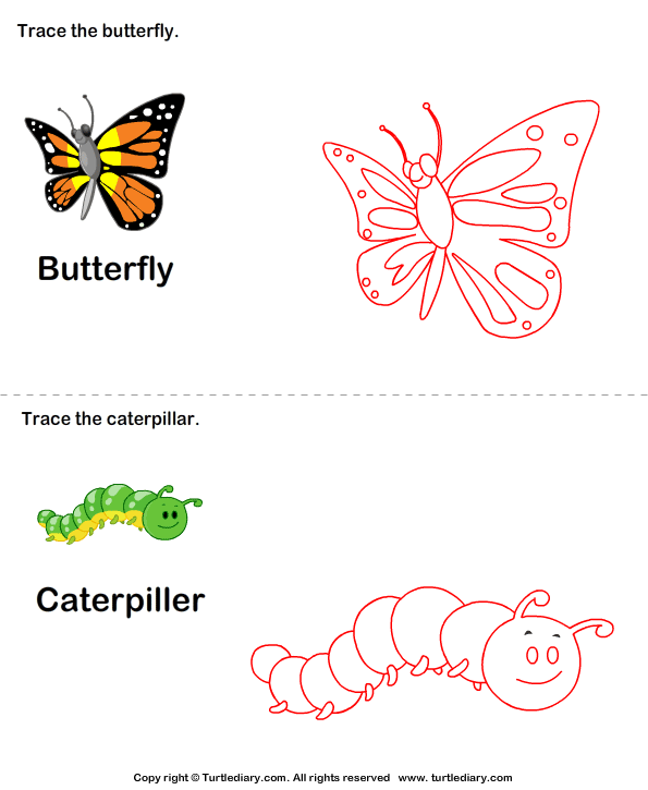 Trace the Stages of the Butterfly Life Cycle Answer