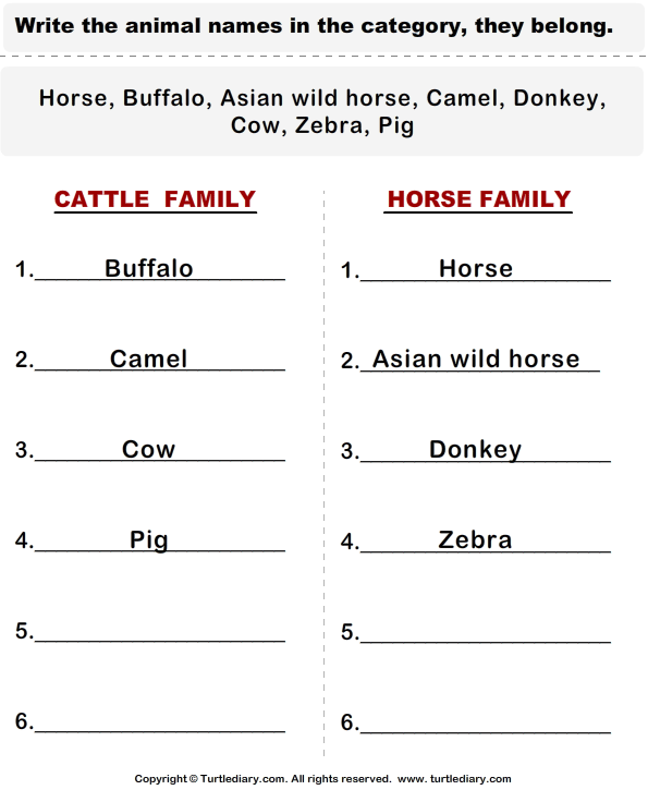 Cattle - Categorize the Animals Answer