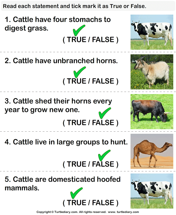 Cattle Facts: True or False? Answer