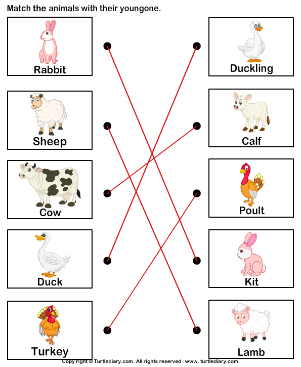 Match Farm Animals to Their Babies Answer