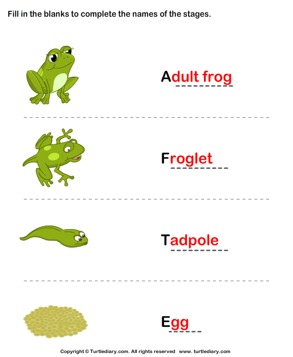 Frog Life Cycle: Complete the Stage Name Answer