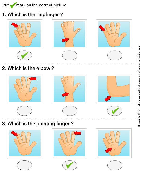 Identify Parts of Human Hand Answer