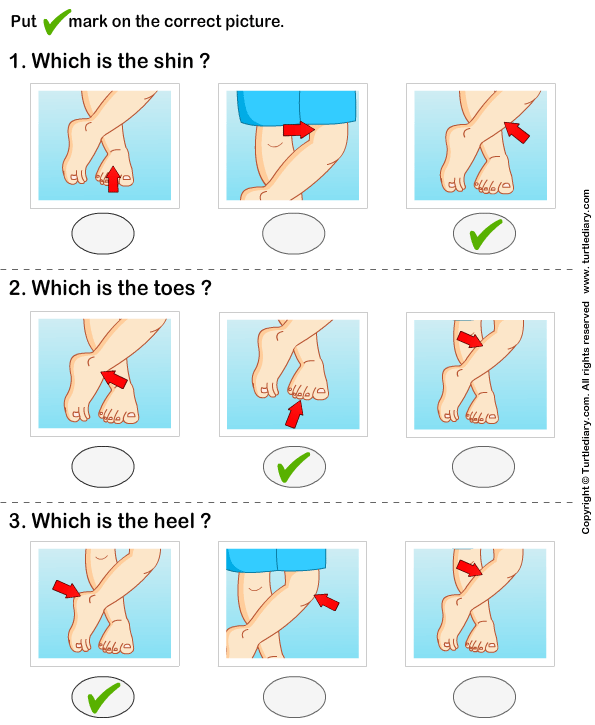 Identify Parts of Human Leg Answer