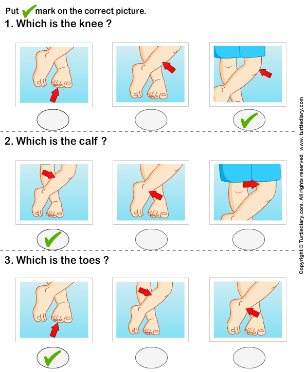 Identify Parts of Human Leg Answer