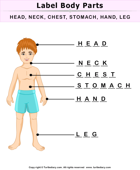 Label Body Parts | Turtle Diary Worksheet