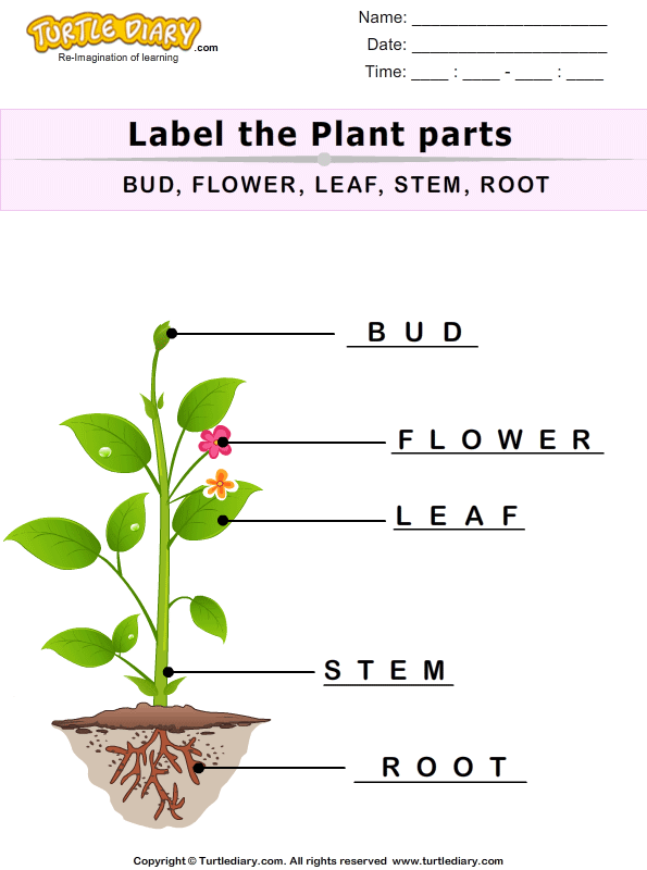 Label The Plant Parts Answer