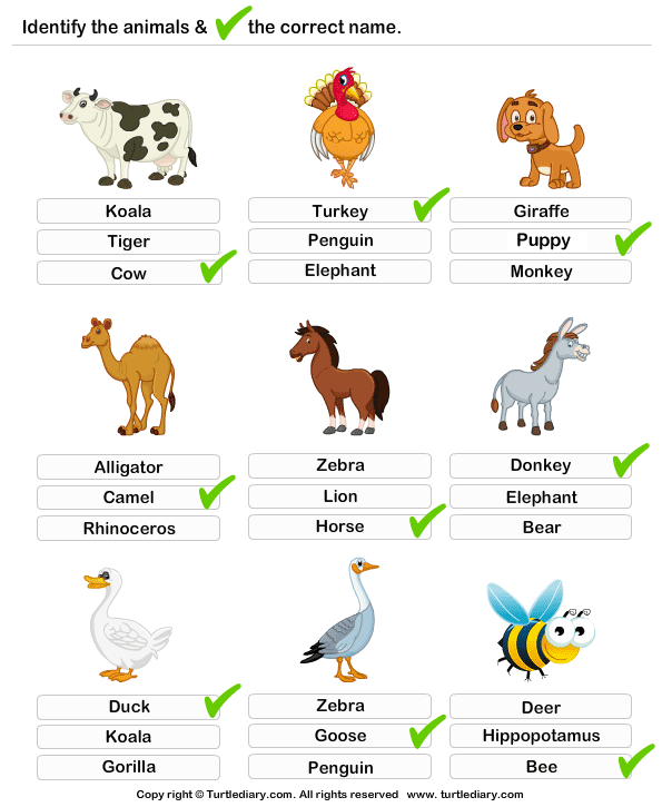 Identify the Farm Animals Answer