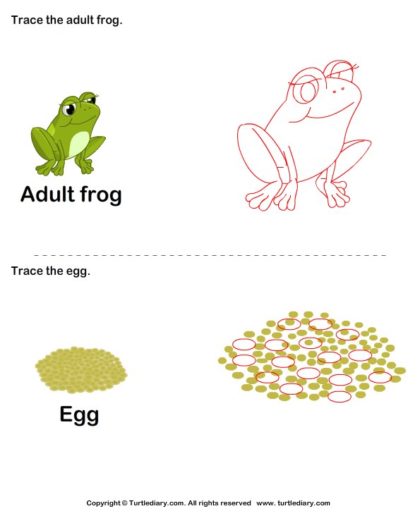 Trace the Stages of the Frog Life Cycle Answer
