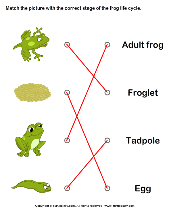 Frog Life Cycle: Match Pictures with Correct Name Answer