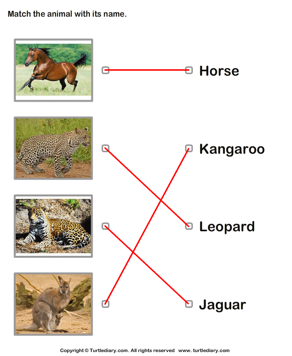 Match Animals to Their Names Answer