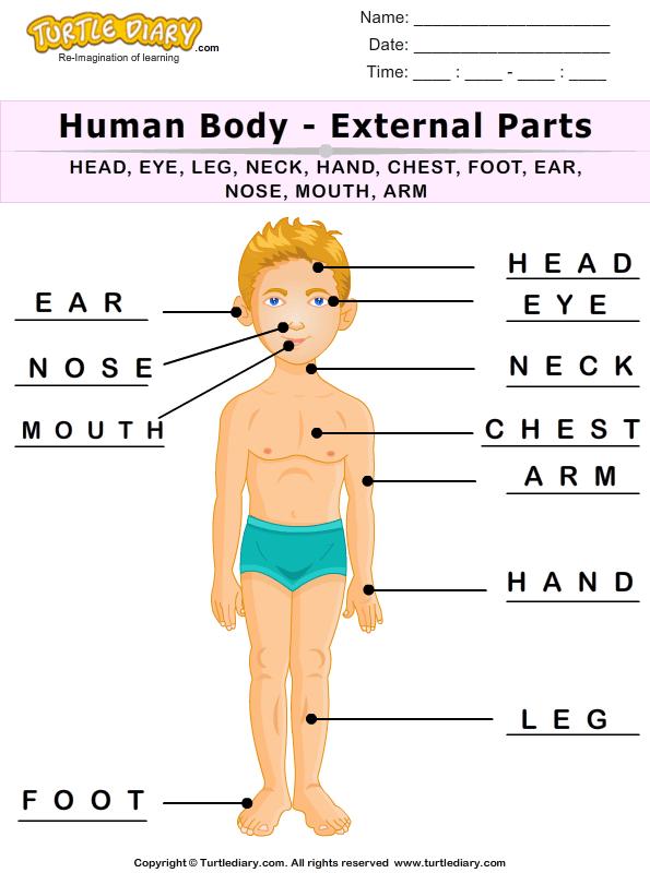 Label the Human Body Parts Answer